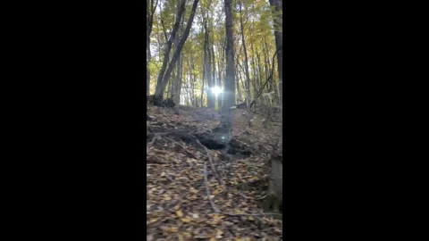 Forest, autumn, sun walking through autumn forest with fallen leaves and bright Stock Footage 318585753