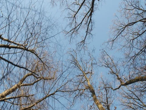 Forest autumn sunny steadyshot Video stock 83586837