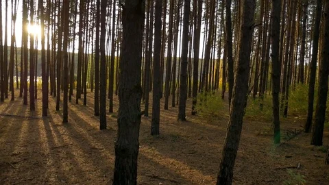  forest in autumn sunset 스톡 동영상 81904192