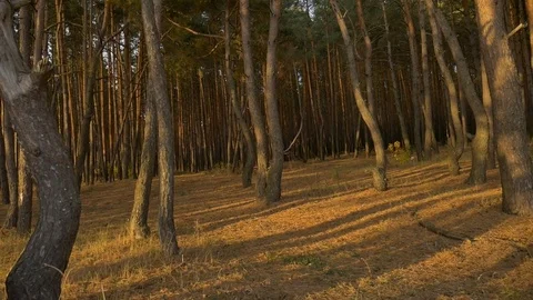  forest in autumn sunset 스톡 동영상 81904257