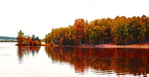 Forest in Autumn Time.  스톡 사진