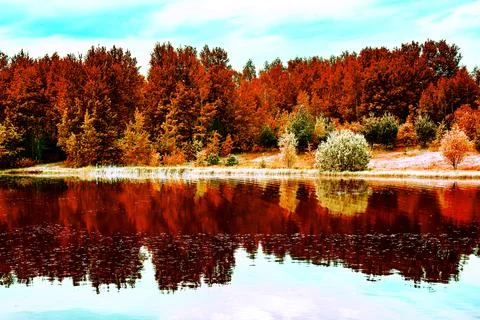 Forest in Autumn Time.  Foto stock