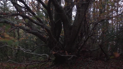 Forest autumn tree Stock Footage 71722878