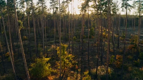 Forest autumn tree sun sunset rays yellow wood park Stock Footage 162662667