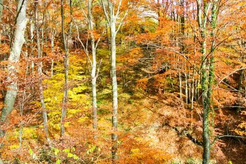 Forest in autumn, trees with colorful leaves, mountain Kozara, national park Stock Photos