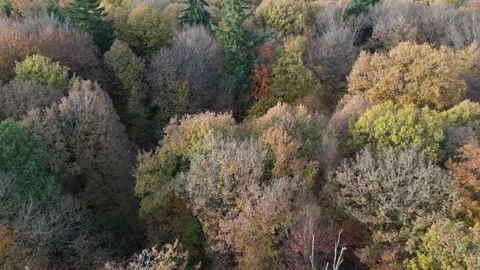 Forest with Autumn Trees forward moving aerial footage fast and close up Stock Footage 222809788