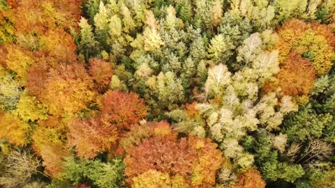 Forest autumn view Vidéo 152522067