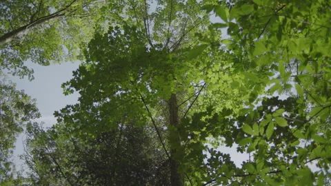 Forest in Autumn View to the Sky Stock Footage 261294415