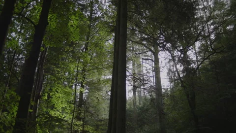 Forest in Autumn Walking POV Stock Footage 261306245