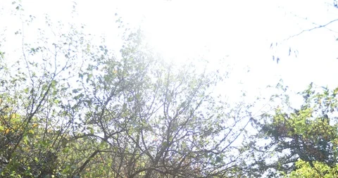 Forest in autumn.Camera crane shot from a tree canopy to a forest path Видео 118440994