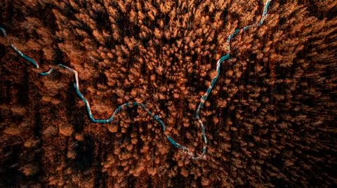 Forest Autunm Stock Photos