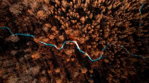 Forest Autunm Foto stock