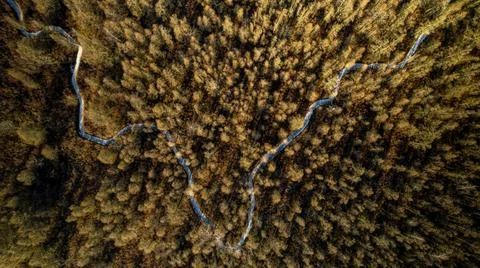 Forest Autunm Stock Photos