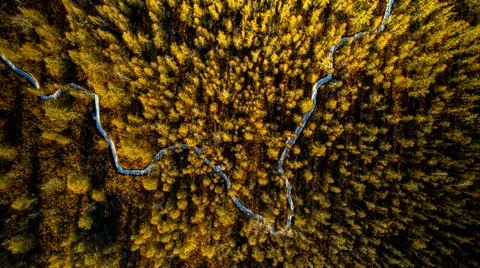 Forest Autunm Stock Photos