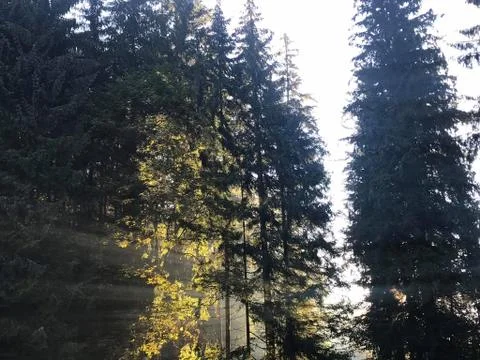 Forest awakening Stock Photos