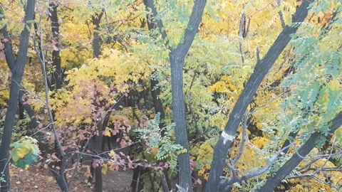 Forest in Azerbaijan, autumn Stock Footage 167794792