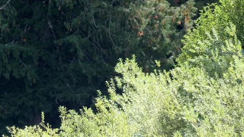 Forest B-Roll: Backlit flying insects and pollen float through the air Vídeo Stock 161414598