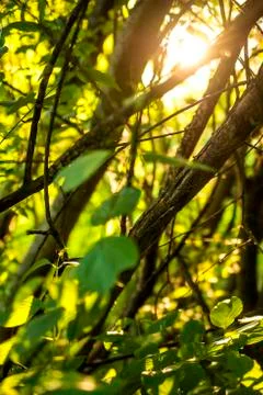 Forest in back light, light and shadow Stock Photos
