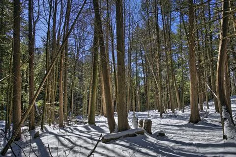 The forest with back-lit sunlight in winter. Stock Photos