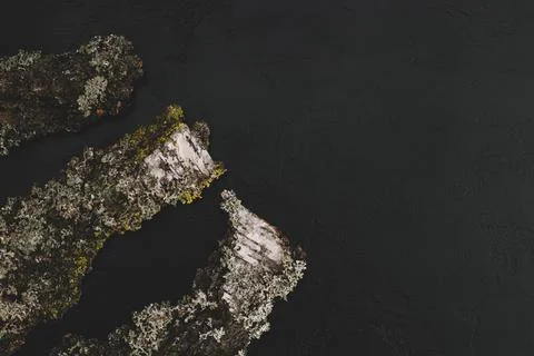 Forest backdrop. Tree bark on black background. Concept for natural eco organ Foto stock