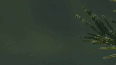 Forest background 01 Stock Footage 668552