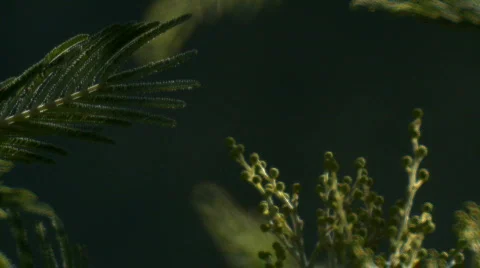 Forest background 02 Stock Footage 668554