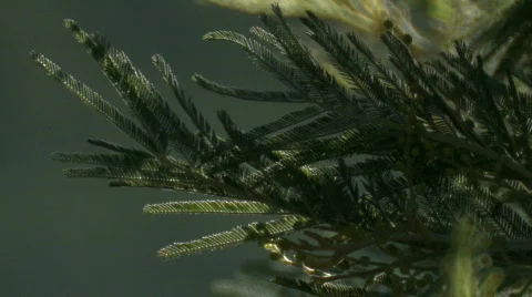 Forest background 04 Stock Footage 668561