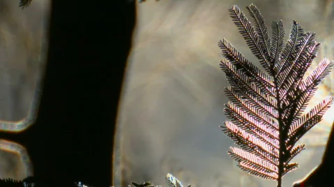 Forest background 06 Stock Footage 668571