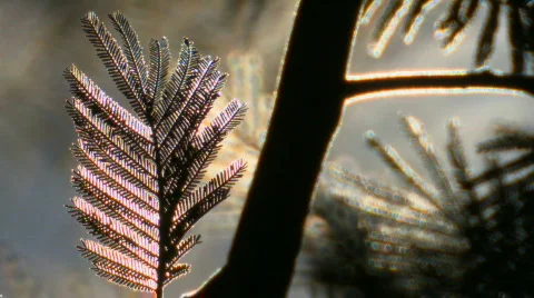 Forest background 07 Stock Footage 668577