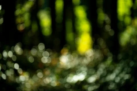 Forest background abstract green. Forest background sunlight bokeh. Forest .. Stock Photos