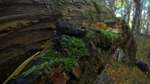 Forest background in autumn colors with visible acorns mushrooms moss and f.. Stock Footage 323791656