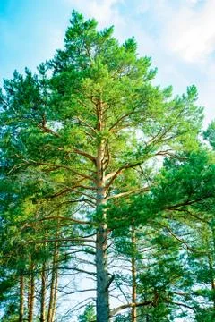 The Forest on the background of beautiful sky Foto stock
