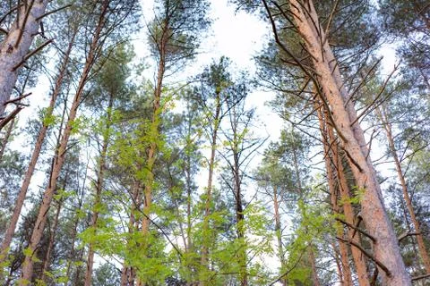The Forest on the background of beautiful sky Stock Photos