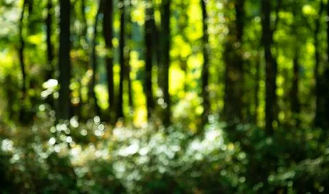 Forest background. Blur nature background. Greenery background. Green environ Foto stock