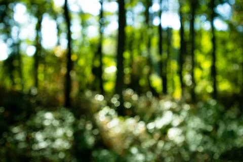Forest background. Blur nature background. Greenery summer landscape backgrou Stock Photos