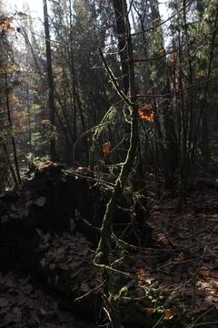 Forest Background with Branches and Brown Leaves on the Ground 写真素材