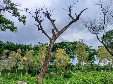 Forest with a background of cloudy or black cloudy skies, trees with black cloud Stock Photos