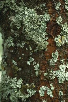 Forest background. Colourful lichen on tree bark Stock Photos