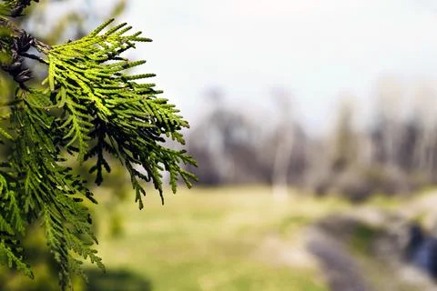 Forest background with conifer in front Stock Photos