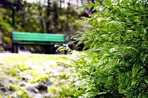 Forest background with conifer in front Stock Photos