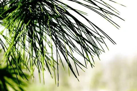 Forest background with conifer in front Stock Photos