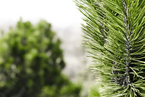 Forest background with conifer in front Stock Photos