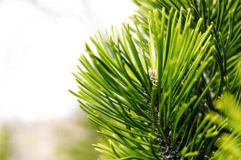 Forest background with conifer in front Stock Photos