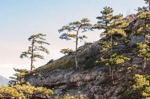 Forest background, coniferous trees. Stock Photos