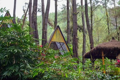 Forest background with copy space to load ads Foto stock