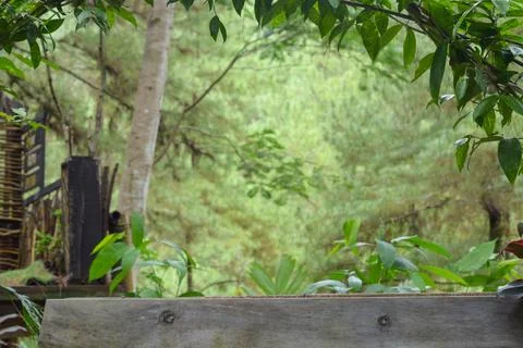 Forest background with copy space to load ads Foto stock