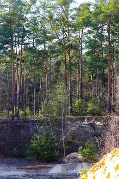 Forest Background with Dense Greenery Stock Photos