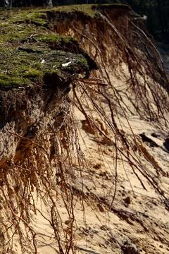 Forest Background with Dense Greenery Stock Photos