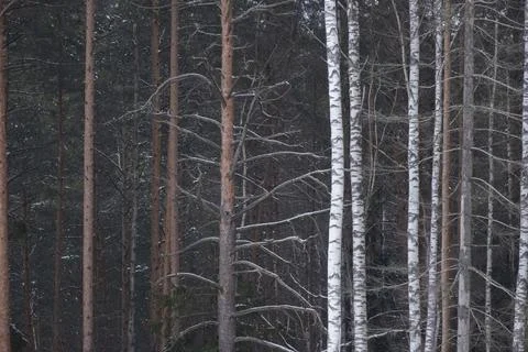 Forest background in early spring with spruce and birch trees Foto stock