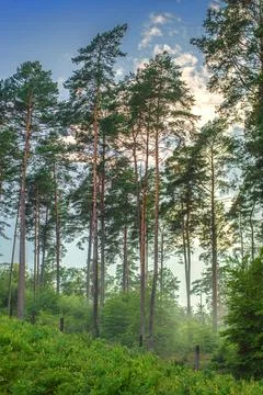 Forest background at evening light in summer. Stock Photos